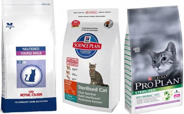 Чем кормить стерилизованную кошку: полный список разрешенных и запретных продуктов