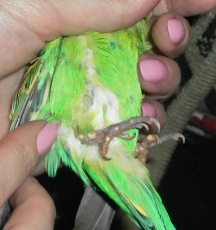 Почему у попугая выпадают перья: болезни и линька