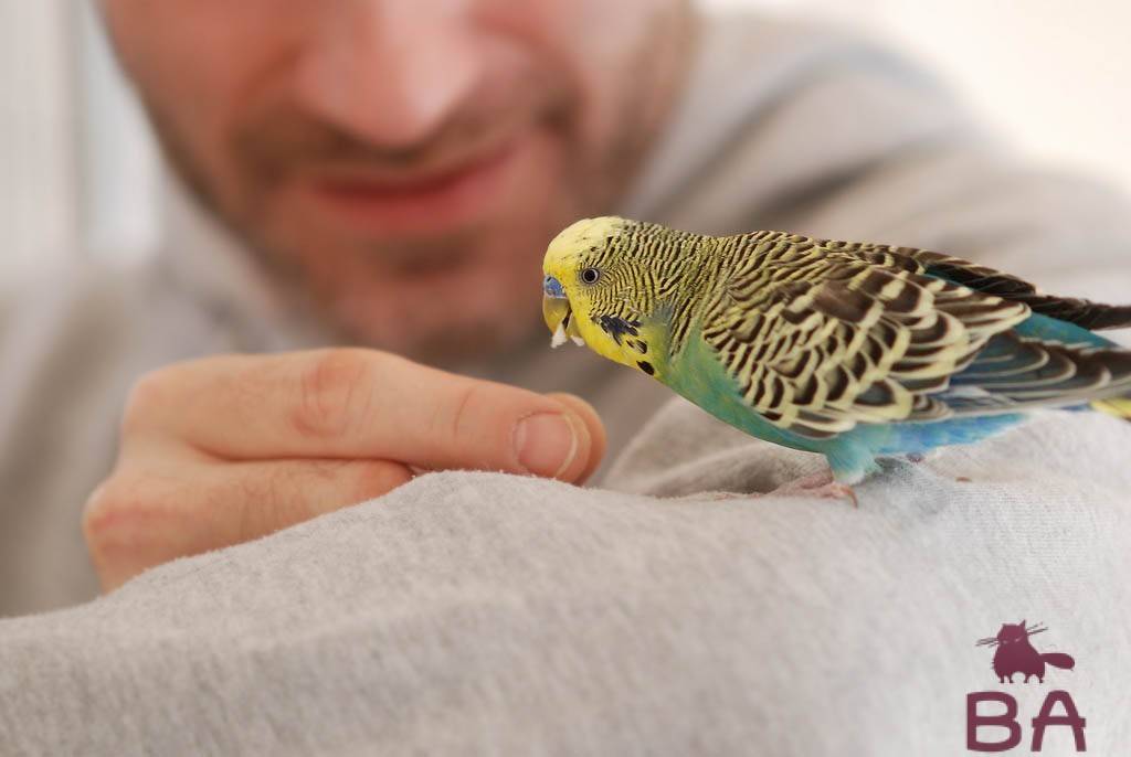 Как научить волнистого попугая говорить быстро, правильно и чётко: 10 условий для успешного обучения птицы