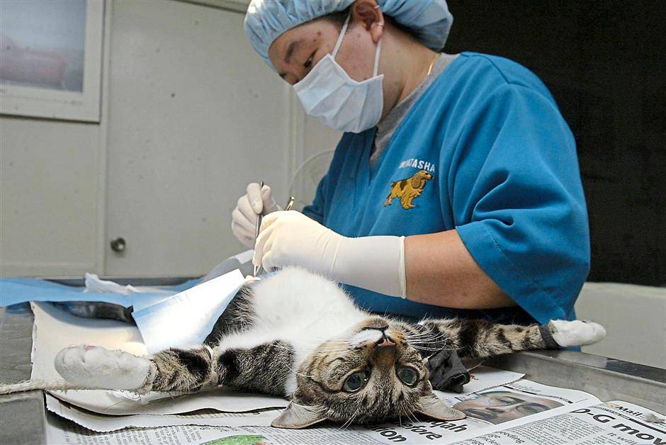 Когда стерилизовать кошку: лучший возраст по мнению ветеринаров, особенности операции в раннем, среднем и пожилом возрасте, можно ли стерилизовать кошку во время течки, беременности или после родов