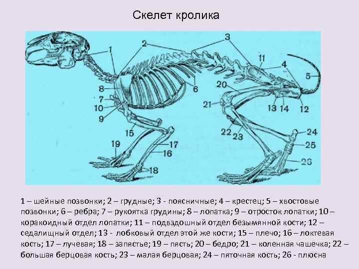 Анатомия кролика: строение скелета, черепа и органов, температура тела кролика