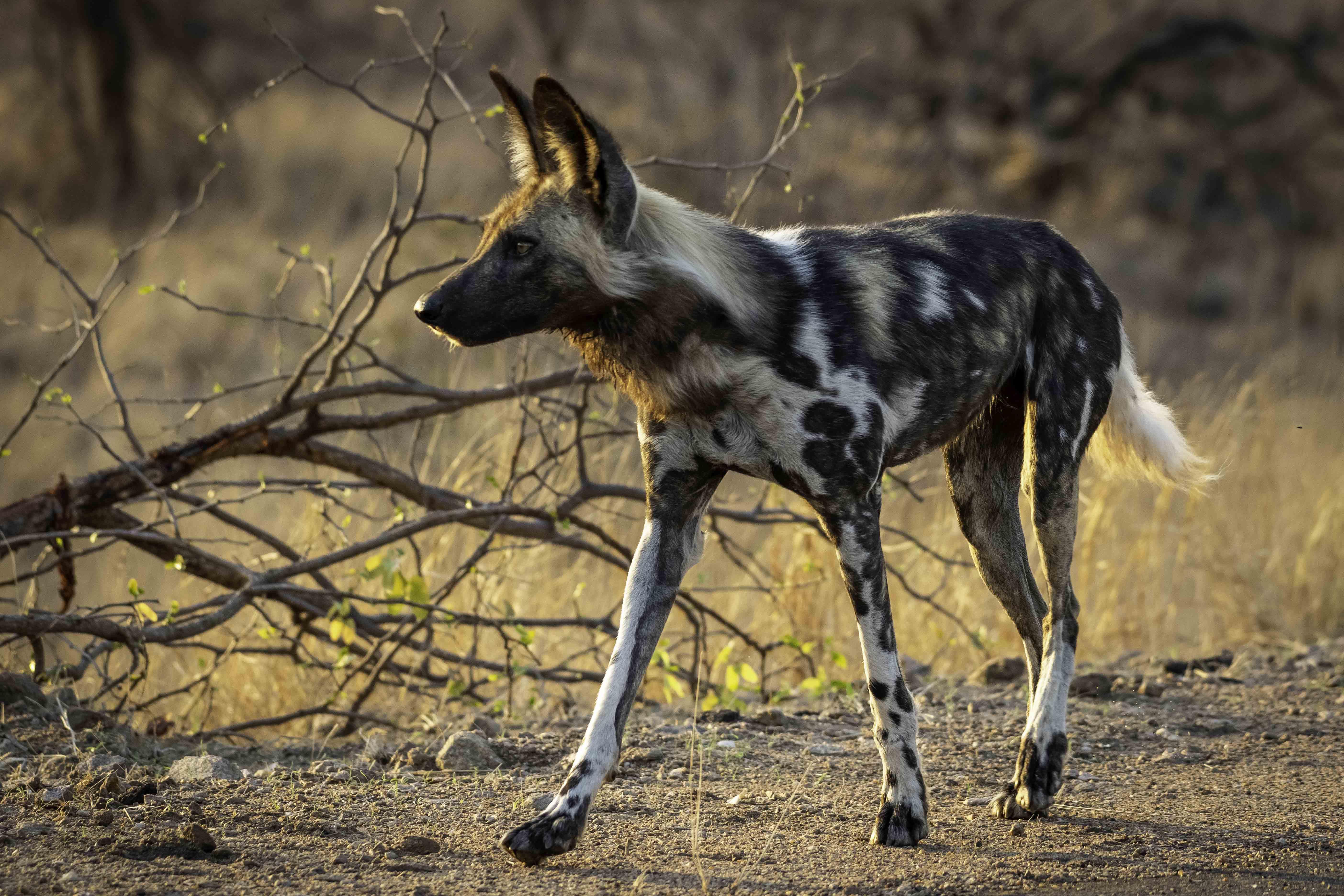 Африканские породы собак — список с фотографиями и названиями