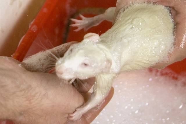 Можно ли мыть крысу мылом