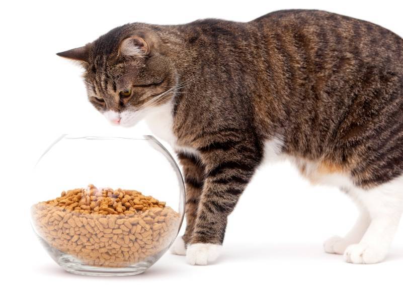 Натуральное питание котенка