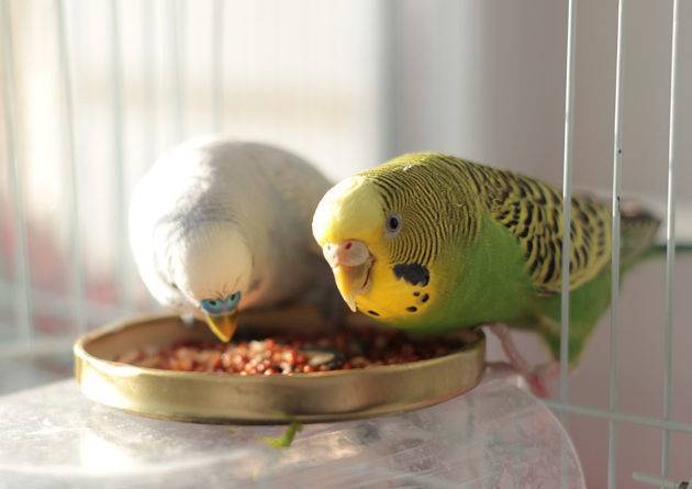 Как в домашних условиях ухаживать за волнистым попугаем: содержание, кормление и уход