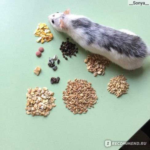 Чем кормить домашнюю декоративную крысу: чем питается и что из еды любит больше всего