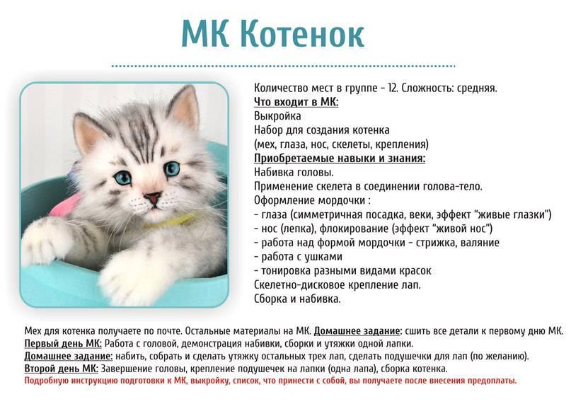 Что нужно для котенка в квартире: полный список