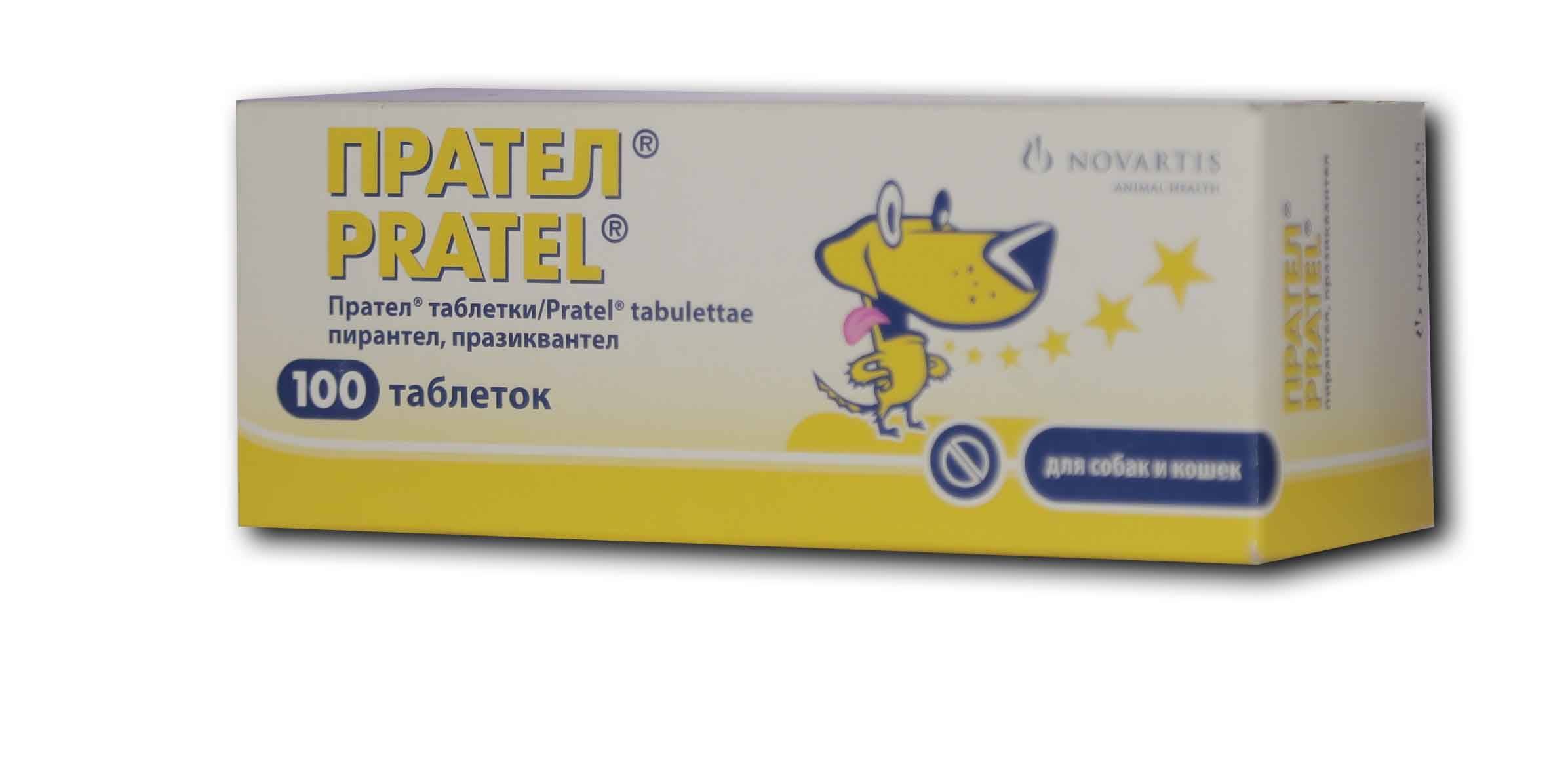 Глисты у кошек. симптомы, лечение, профилактика кошачьих глистов