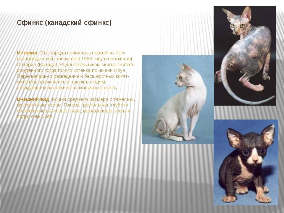 Кошки эльф и двэдьф: описание родственных пород, особенности содержания и список успешных питомников.