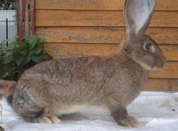 Кролики породы обер: описание и характеристики - домашние наши друзья
