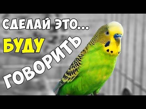 Как научить волнистого попугая мальчика разговаривать за 1 день