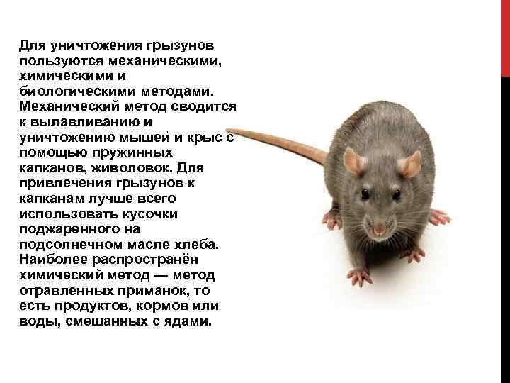 Различия между крысой и мышью: внешний вид и умственный способности