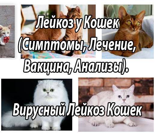 Лейкоз (лейкемия) кошек и котов. симптомы. лечение в россии