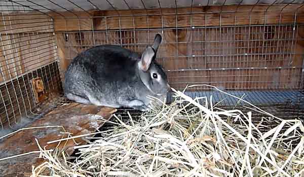 Почему крольчихи не приходят в охоту: методы решения проблемы