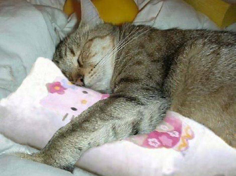 По 6 а спящими. Коты спят. Сонная кошка. Спящие кошки. Кот дрыхнет.