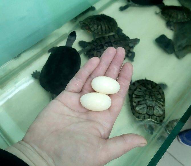 Беременность у черепах и откладка яиц, как определить беременность