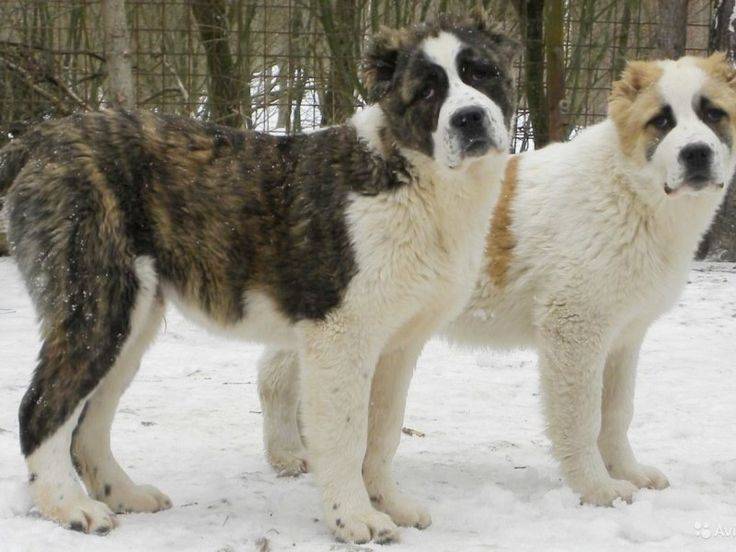 Алабай (среднеазиатская овчарка): фото собаки, описание, характер