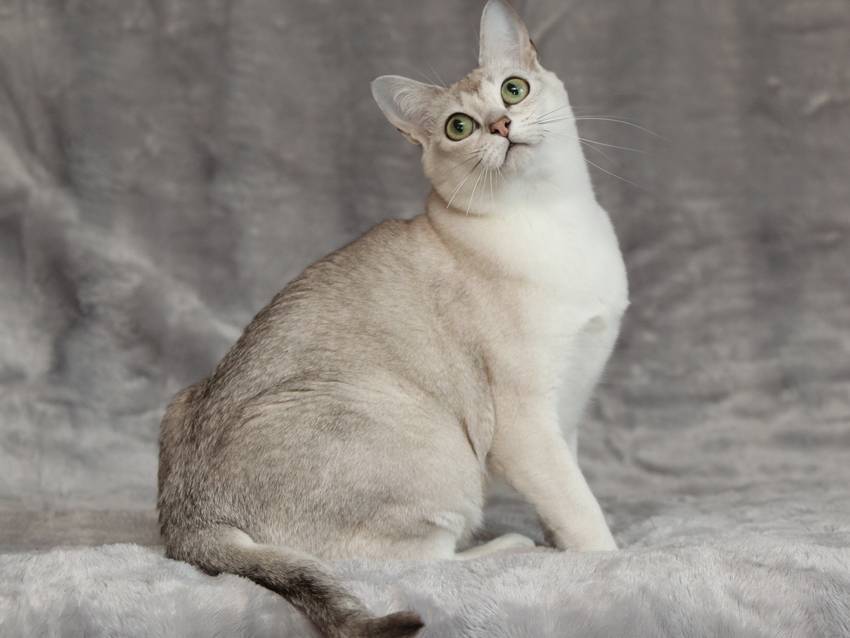 Бурмилла длинношерстная: история кошки, уход, цена