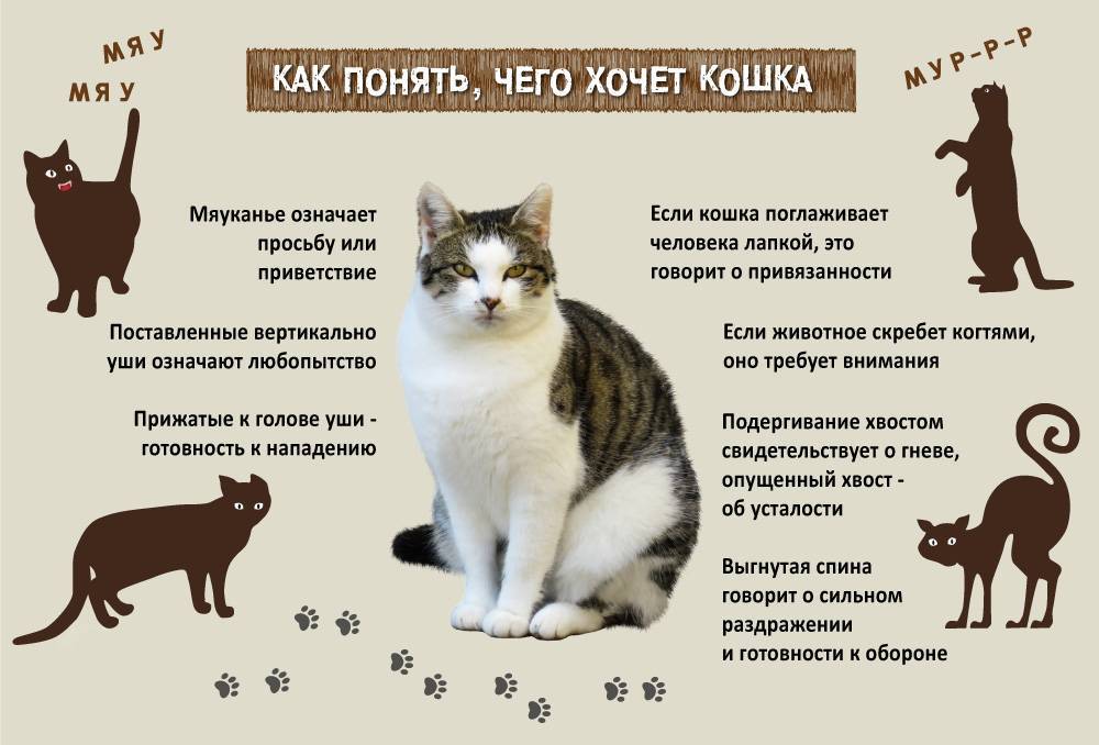 ᐉ что делать, если кошка орет? - ➡ motildazoo.ru