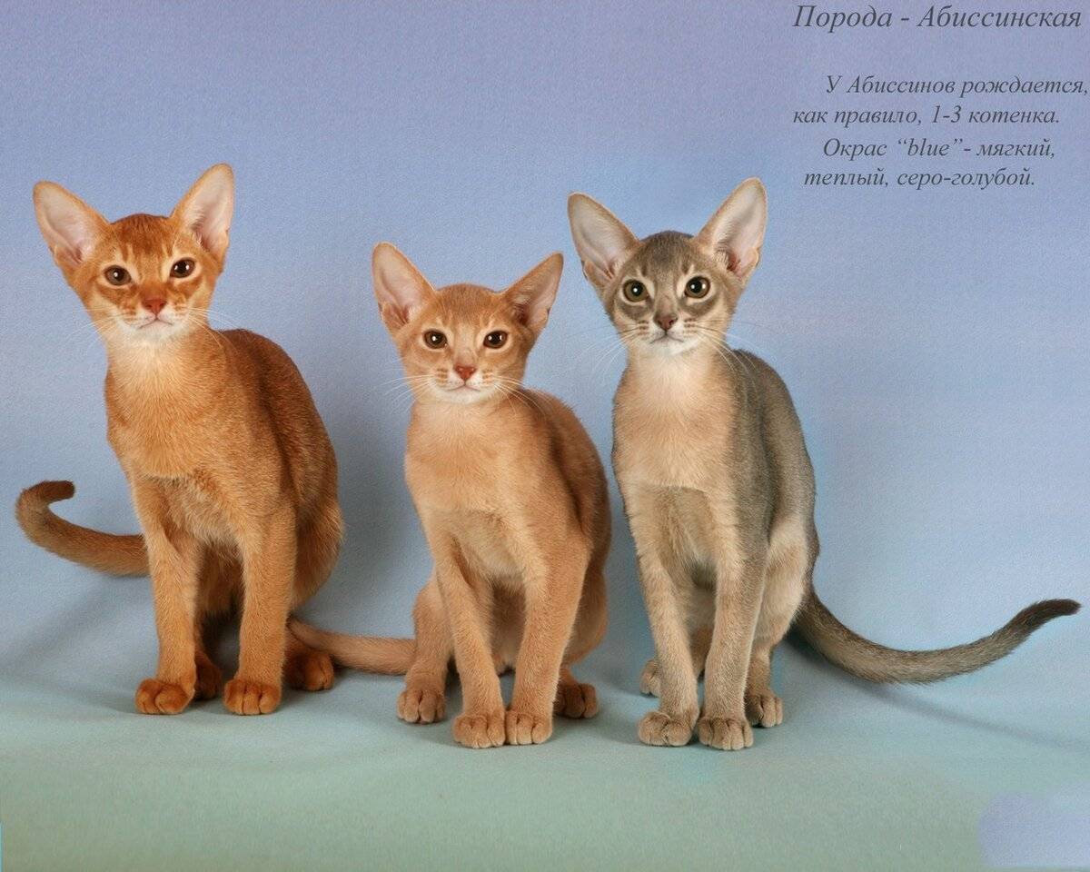 Абиссинская кошка: фото, описание породы, характер, здоровье, уход и содержание
