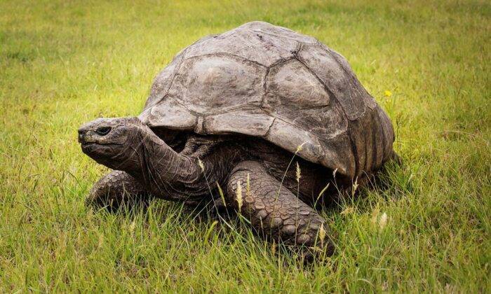 Гигантская сейшельская черепаха. гигантская черепаха, сейшельские острова