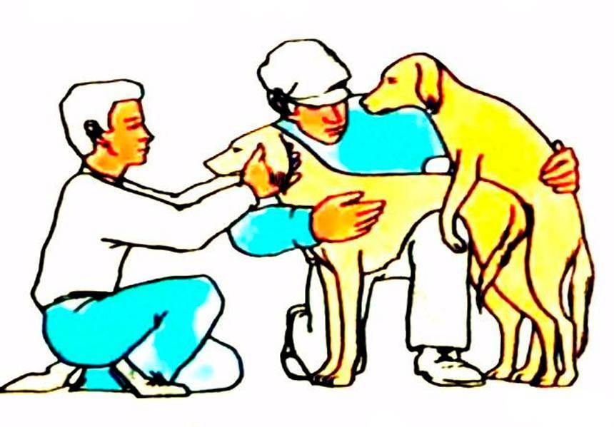На какой день течки нужно вязать собаку, чтобы вязка была успешной :: syl.ru