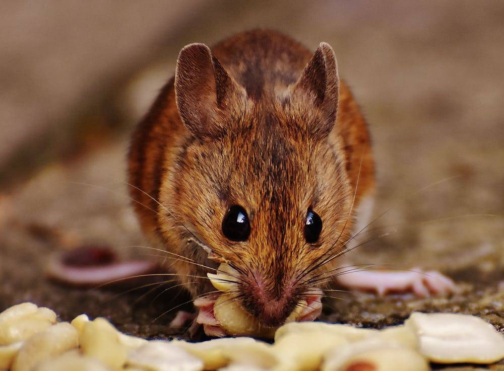 Летучая мышь - виды, где обитают, чем питаются, сколько живут, фото