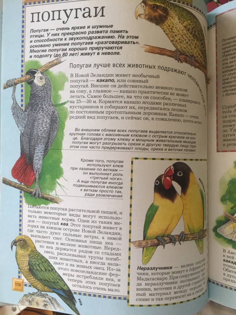 Роскошный горный попугай: описание, цена, фото