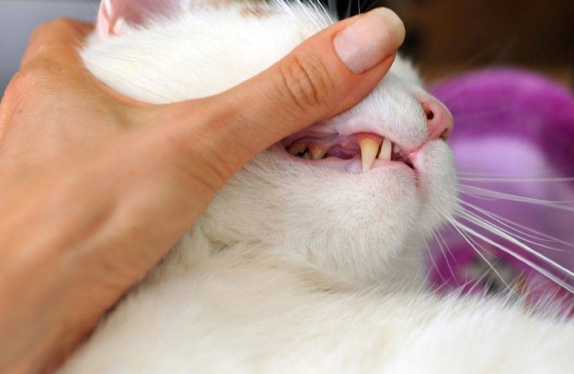 Заболевания ротовой полости у кошки | сеть ветеринарных клиник «ветус»