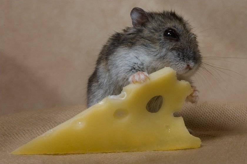 Можно ли джунгарикам давать сыр? едят ли хомяки его?