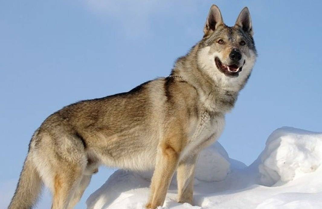 Чехословацкий влчак: фото, описание, характер, содержание, отзывы