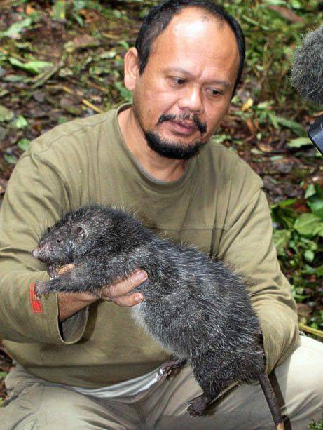 Самая большая крыса в мире - фото, максимальный размер и описание