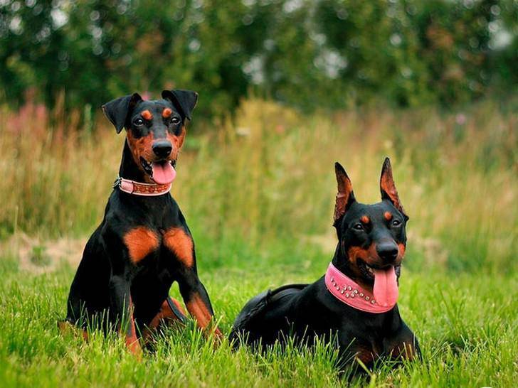 Австрийский пинчер: описание породы, характер и условия содержания собаки