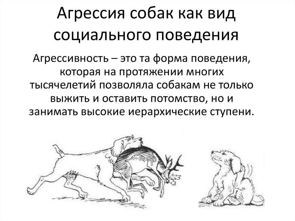 Какие мотивы у агрессии собаки? в чём причины? как исправить? (wolcha.ru)