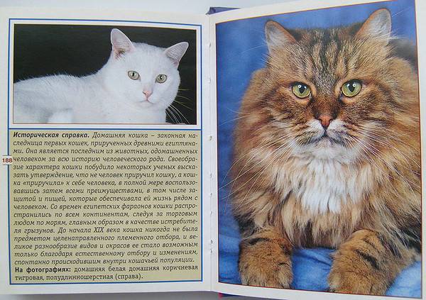 Описание и фото мэнской кошки согласно стандарту породы, особенности содержания мэнкса