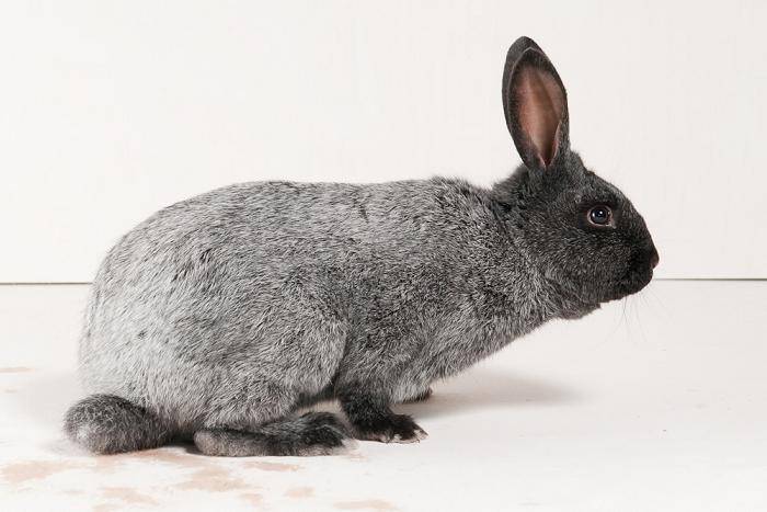 Кролики полтавское серебро: описание, характеристика. разведение, уход, рацион и отзывы