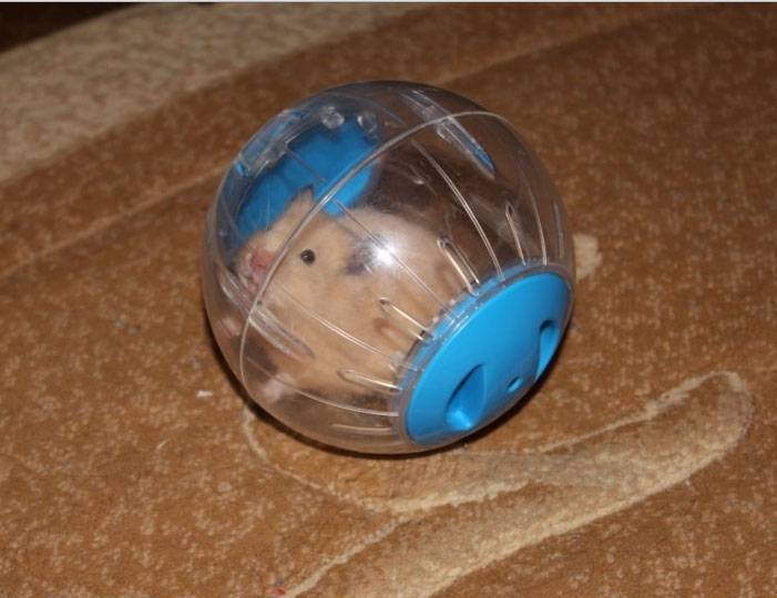 Как сделать прогулочный шар для хомяка своими руками: используем пластиковую бутылку, ведро и прозрачный пластик