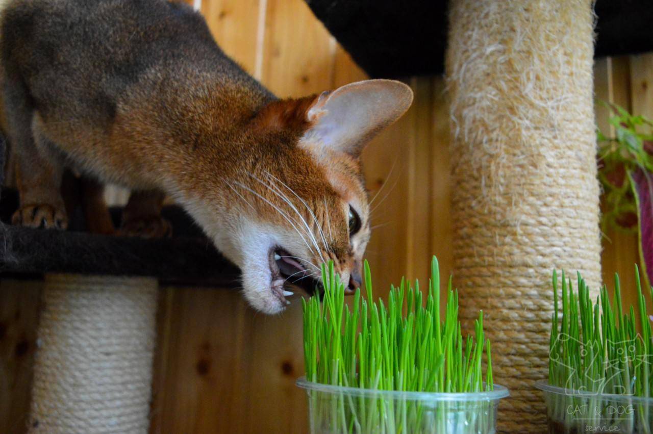 Трава для кошек: какую едят и как вырастить в домашних условиях