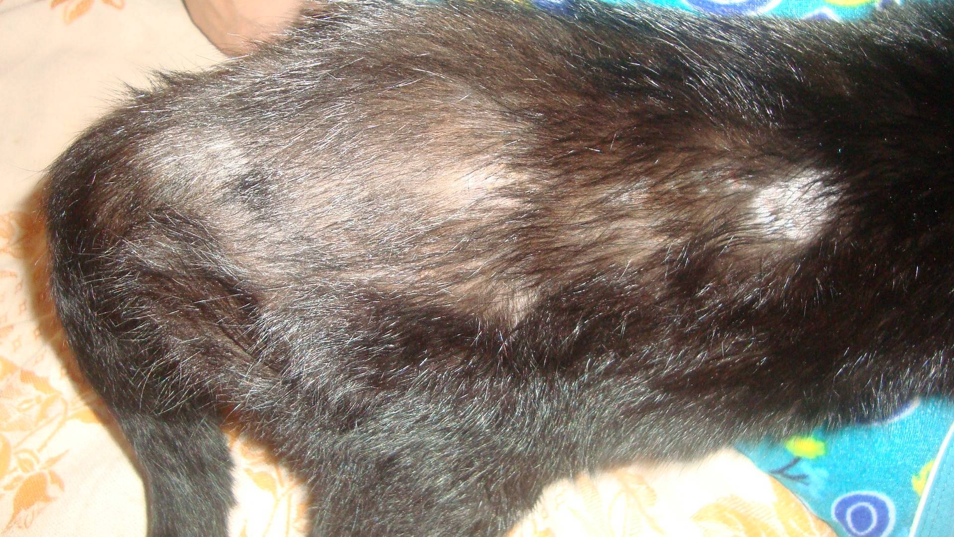 У кота сильно лезет шерсть, что делать (причины линьки) - почему кошка вылизывает на спине, линяет, лысеет хвост
