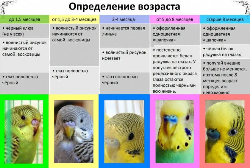 Как самостоятельно определить возраст волнистого попугая