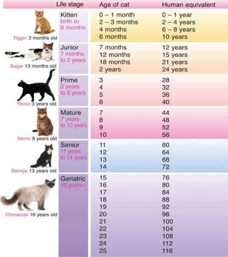 Как определить возраст котенка правильно по весу и зубам в домашних условиях - petstory