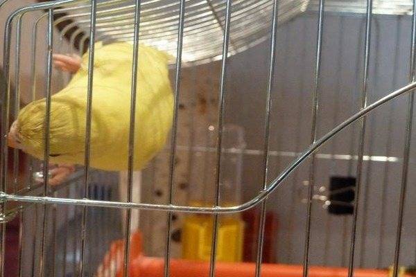 Почему волнистый попугай грызет клетку: что с ним не так