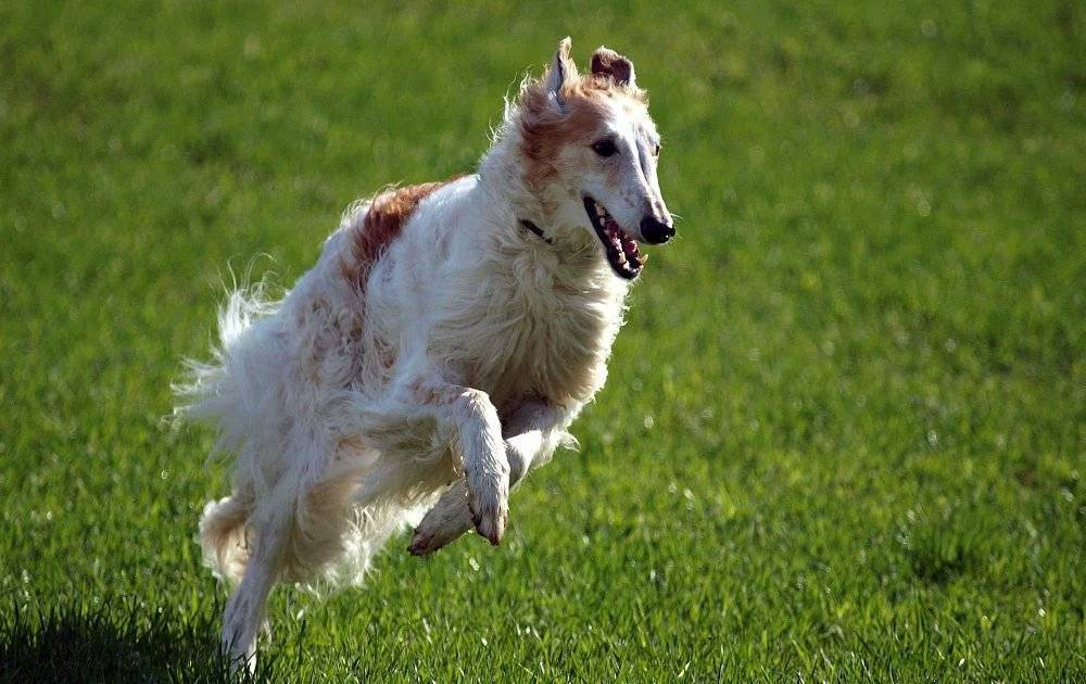 Самая быстрая собака в мире – pet-mir.ru