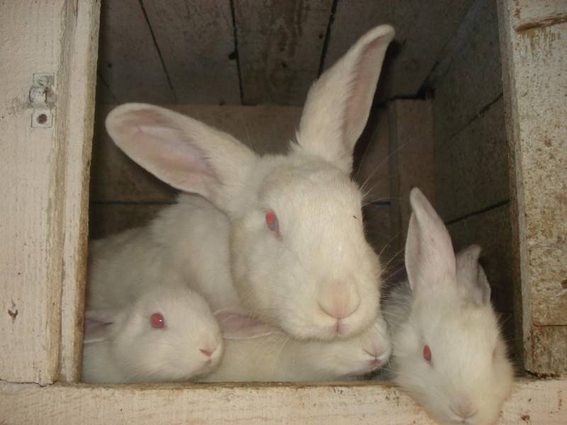 Кролики белый паннон описание породы особенности разведения и содержания — видео и фото кролика породы белый паннон