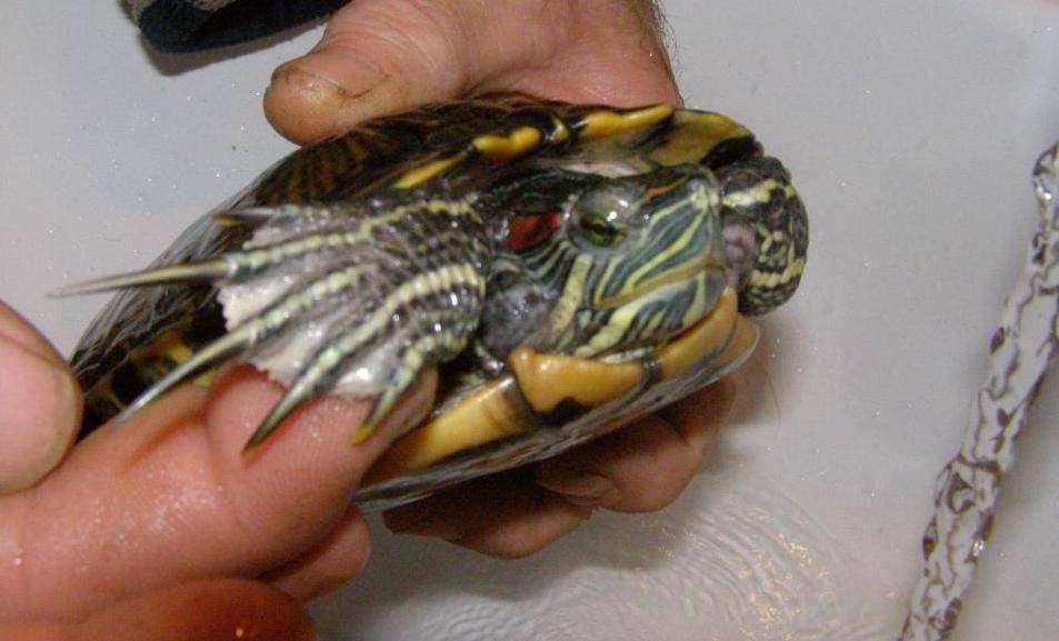 Как ухаживать за черепахой? домашние черепахи: сохопутные и водные, как ухаживать