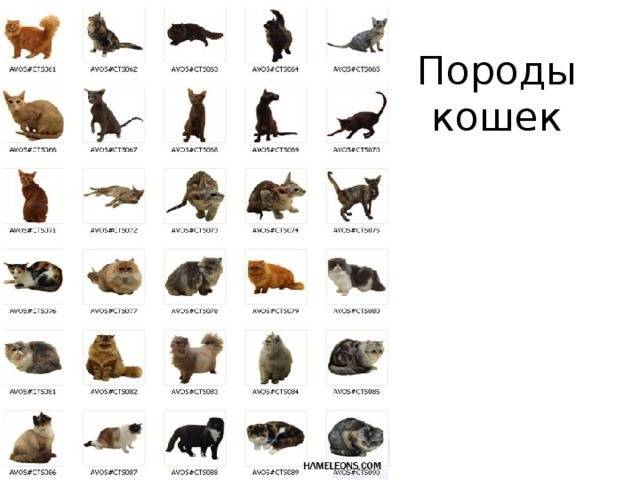 Породы русских кошек с фотографиями и названиями