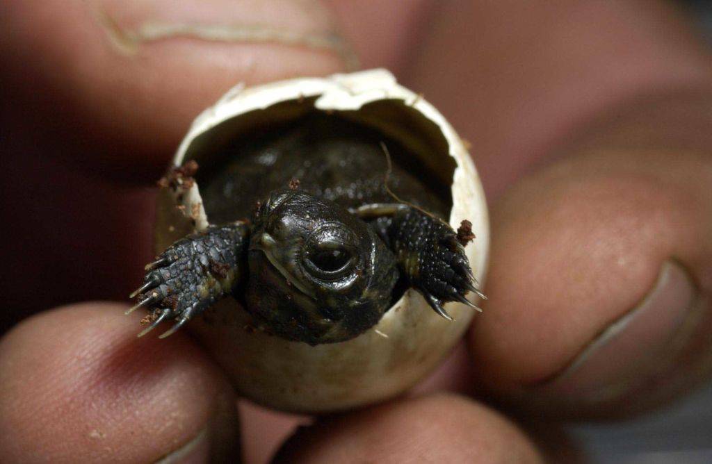 Как узнать что красноухая черепаха беременна - зоо мир