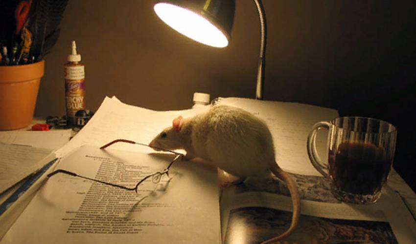 Детям про мышей и крыс. загадки и факты | цветы жизни
