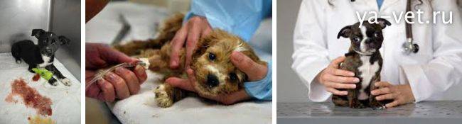 Энтерит у собак: виды, симптомы, диагностика, лечение | petguru