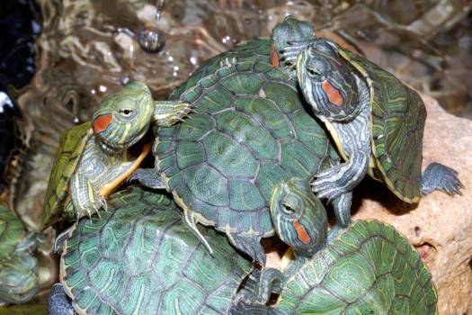 Размножение красноухих черепах – как они это делают?